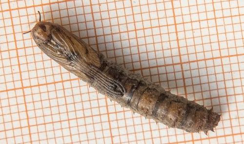 Réf. 215 844 : Tipula sp.